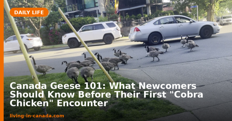 Canada Geese 101: What Newcomers Should Know Before Their First “Cobra Chicken” Encounter