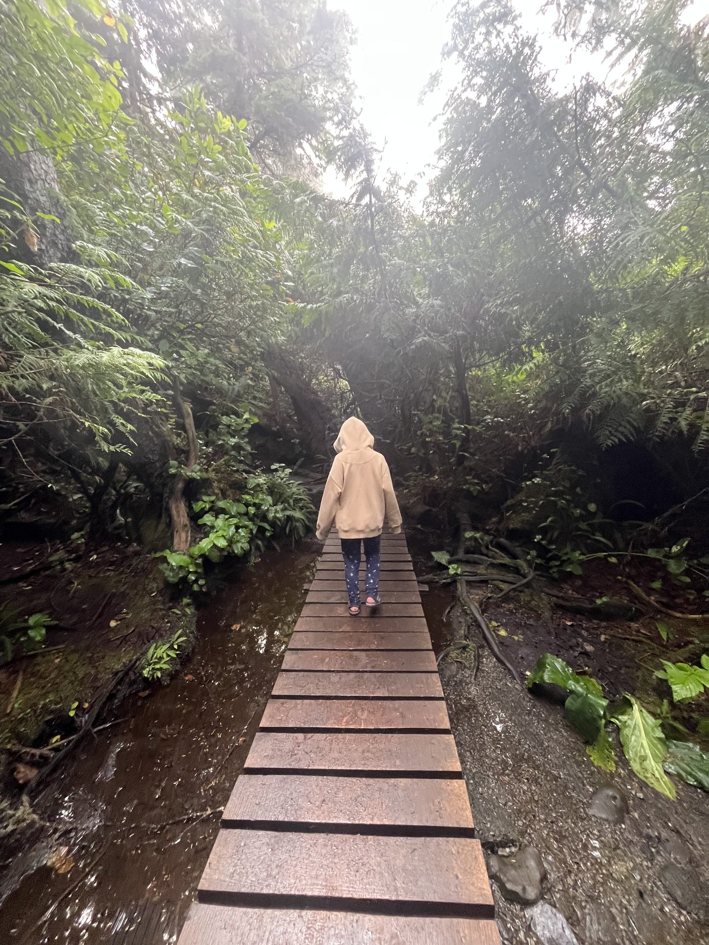 Child walking across a wooden boardwalk through misty old-growth forest on the trail to Botanical Beach