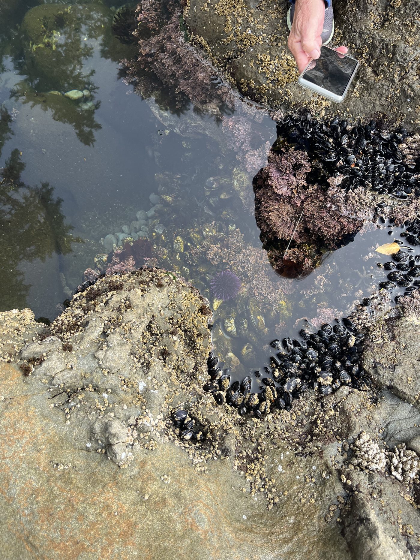 Mussels, sea urchins, and anemones in a Botanical Beach tide pool