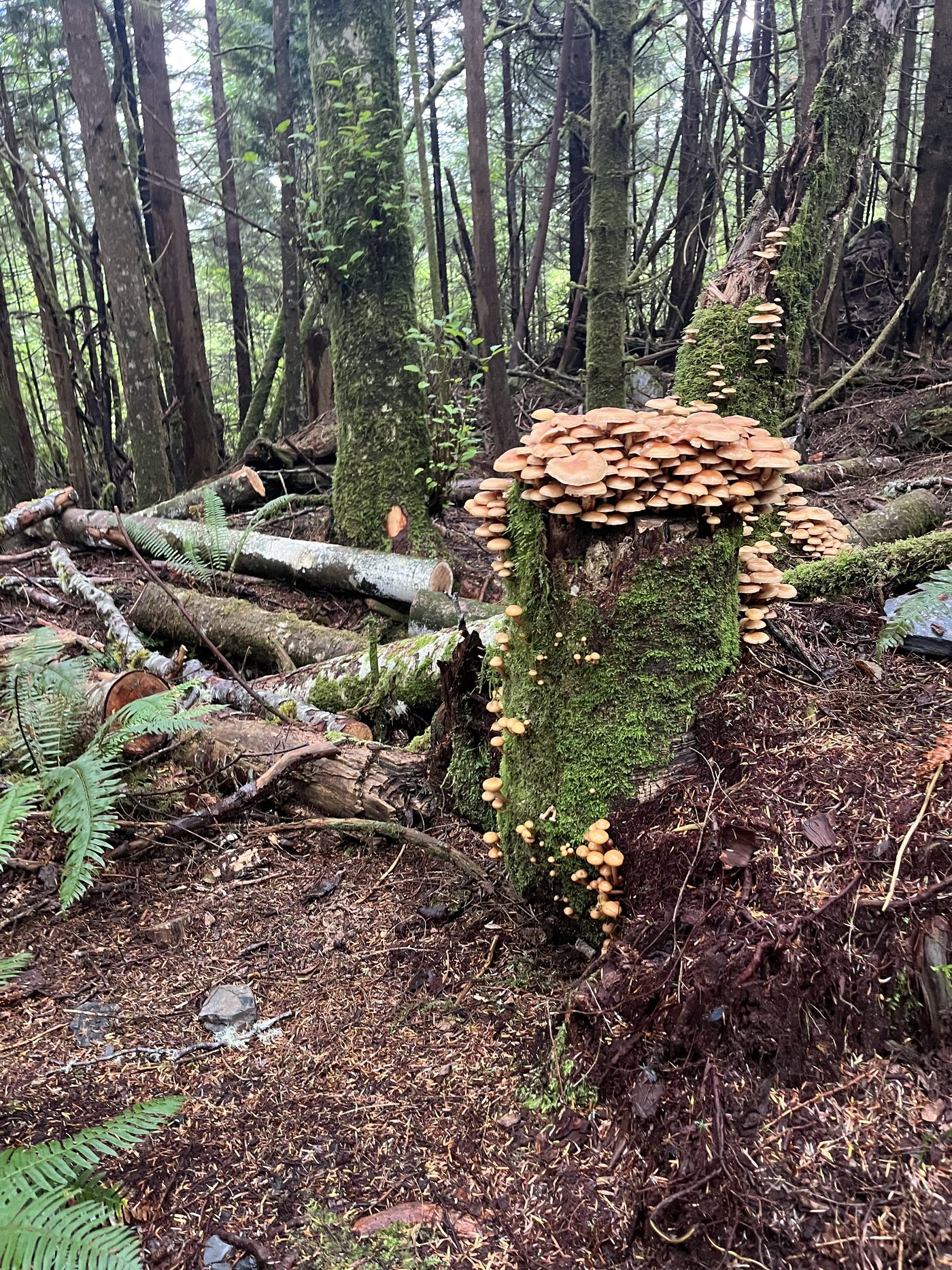 Cluster of wild mushrooms growing on a moss-covered stump in the forest